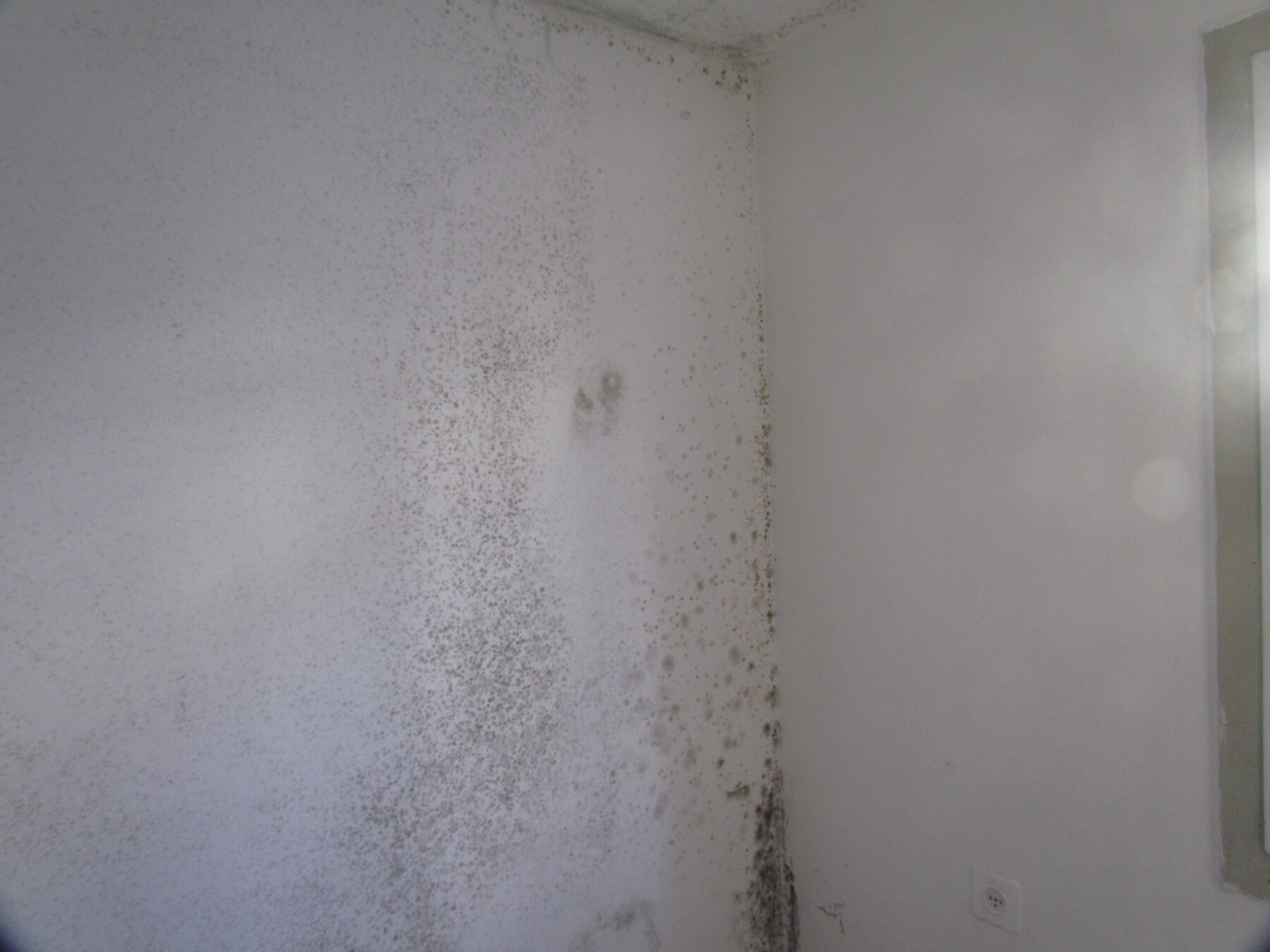 Schimmelbefall an einer Innenwand und Ecke